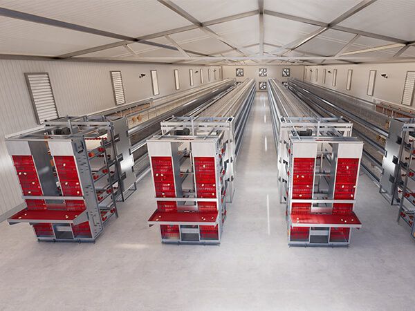 Inside a 10,000 bird H-type layer house